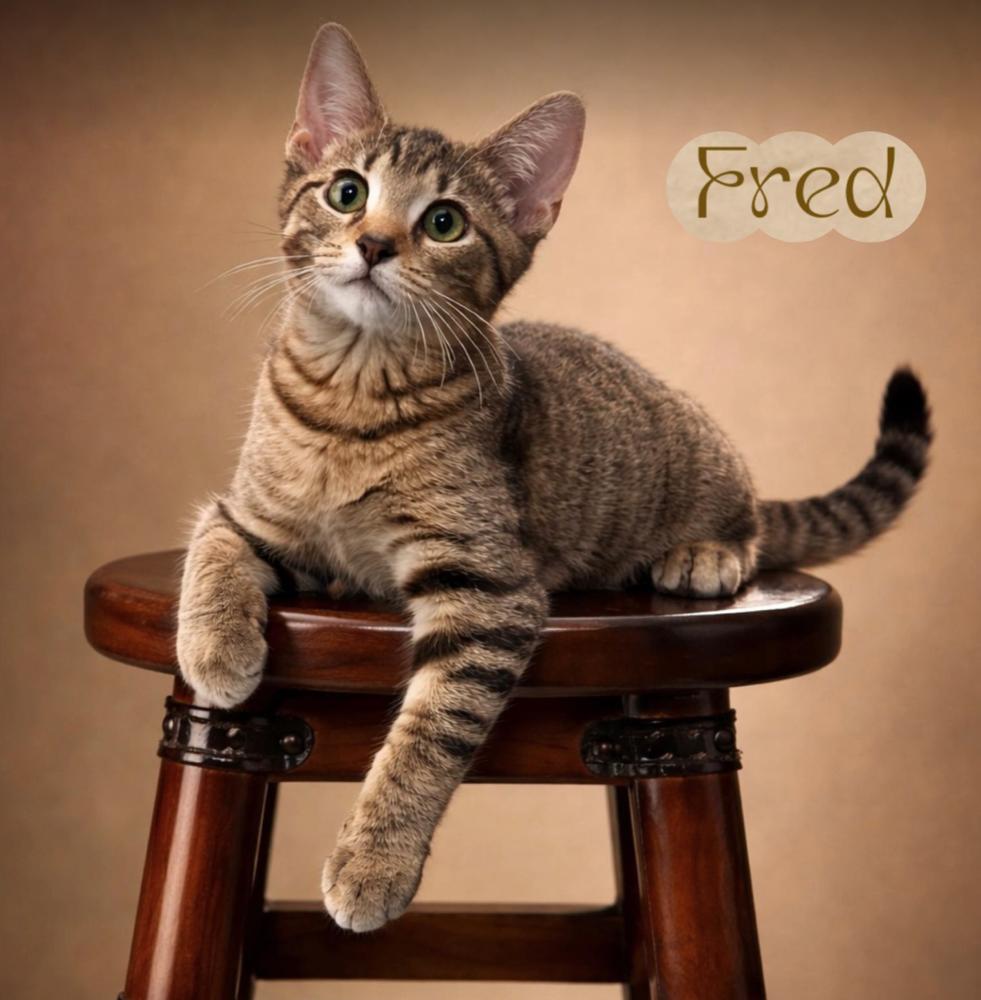 Enlarge Fred, a Adoptable mixed breed in Fort Lauderdale, FL image 6/6