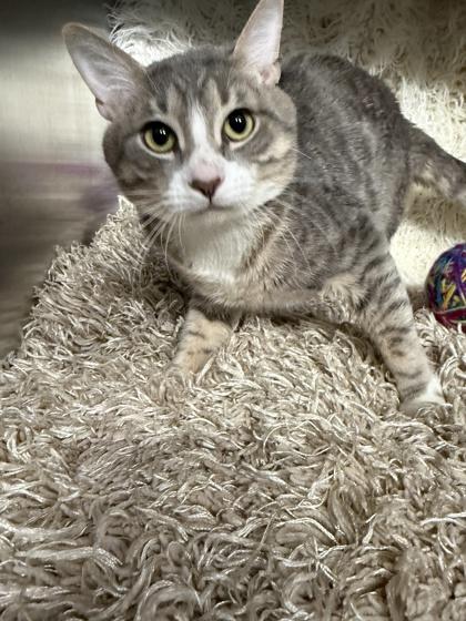 Enlarge Salem (Barn Cat), a Adoptable Domestic Short Hair in Conway, SC image 1/2