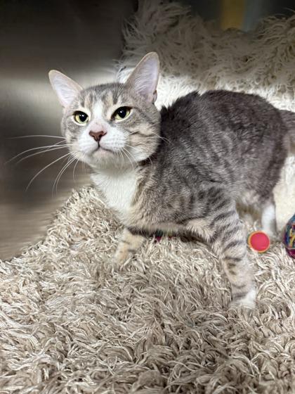 Enlarge Salem (Barn Cat), a Adoptable Domestic Short Hair in Conway, SC image 2/2