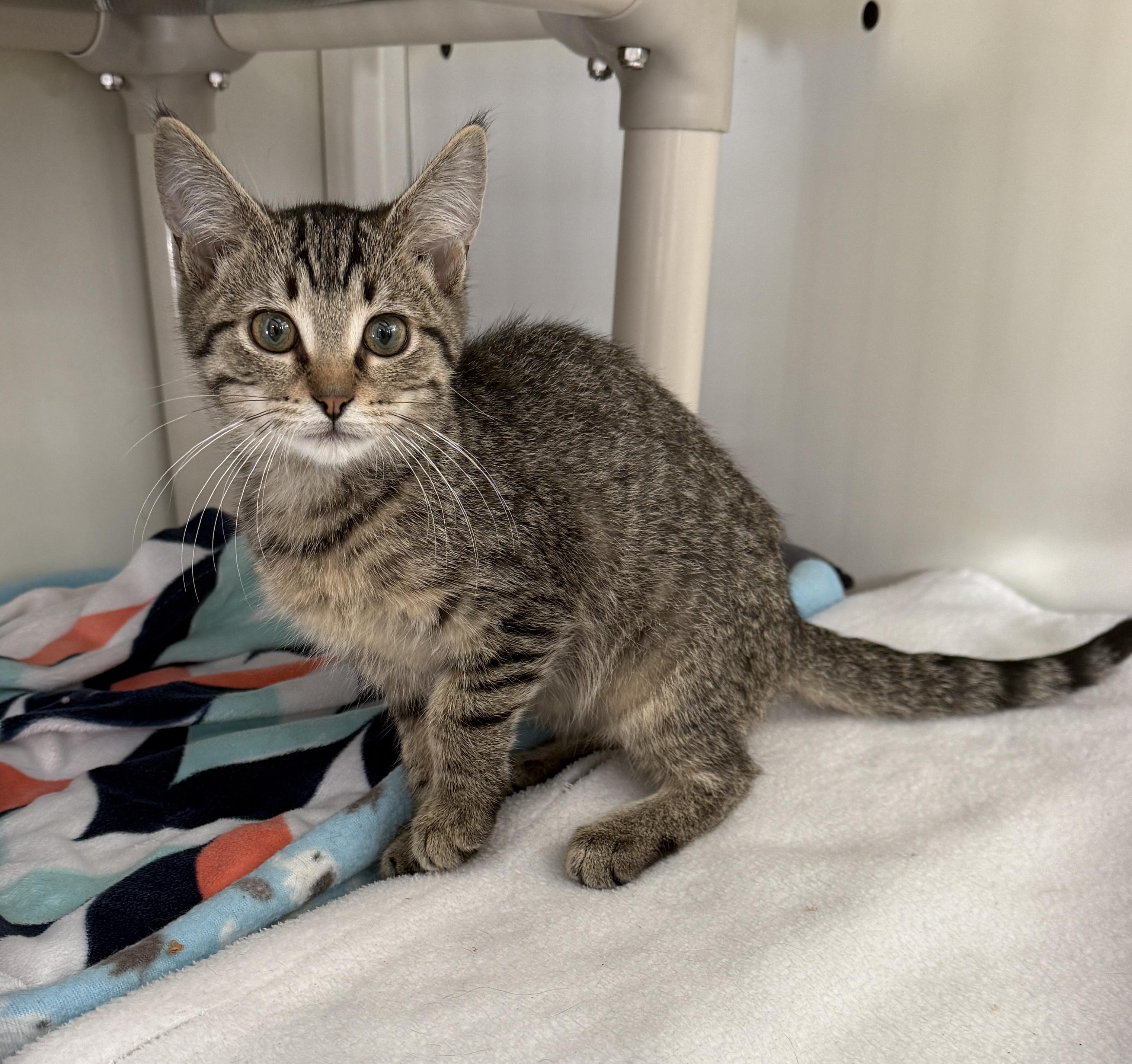 Necklace, Adopted, Kitten Female Domestic Short Hair.