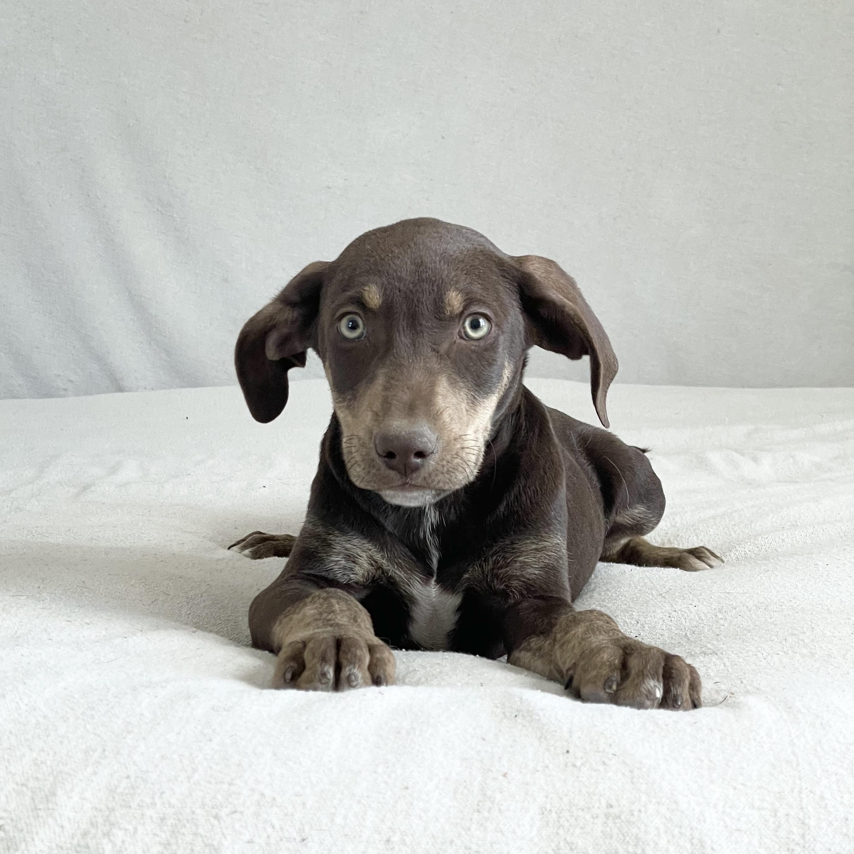 Enlarge Perfect Judson, a hold mixed breed in West Hartford , CT image 3/4