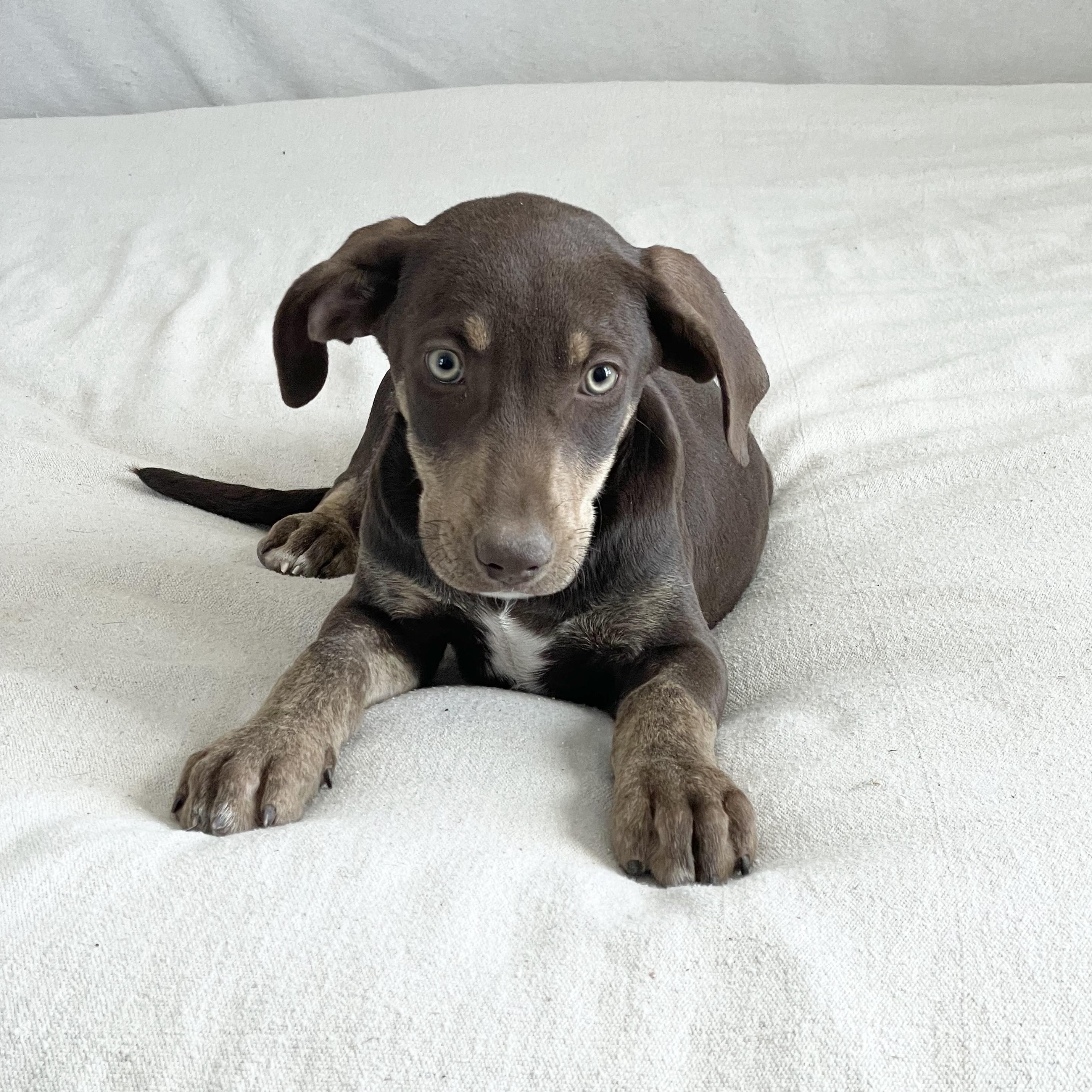 Enlarge Perfect Judson, a hold mixed breed in West Hartford , CT image 2/4