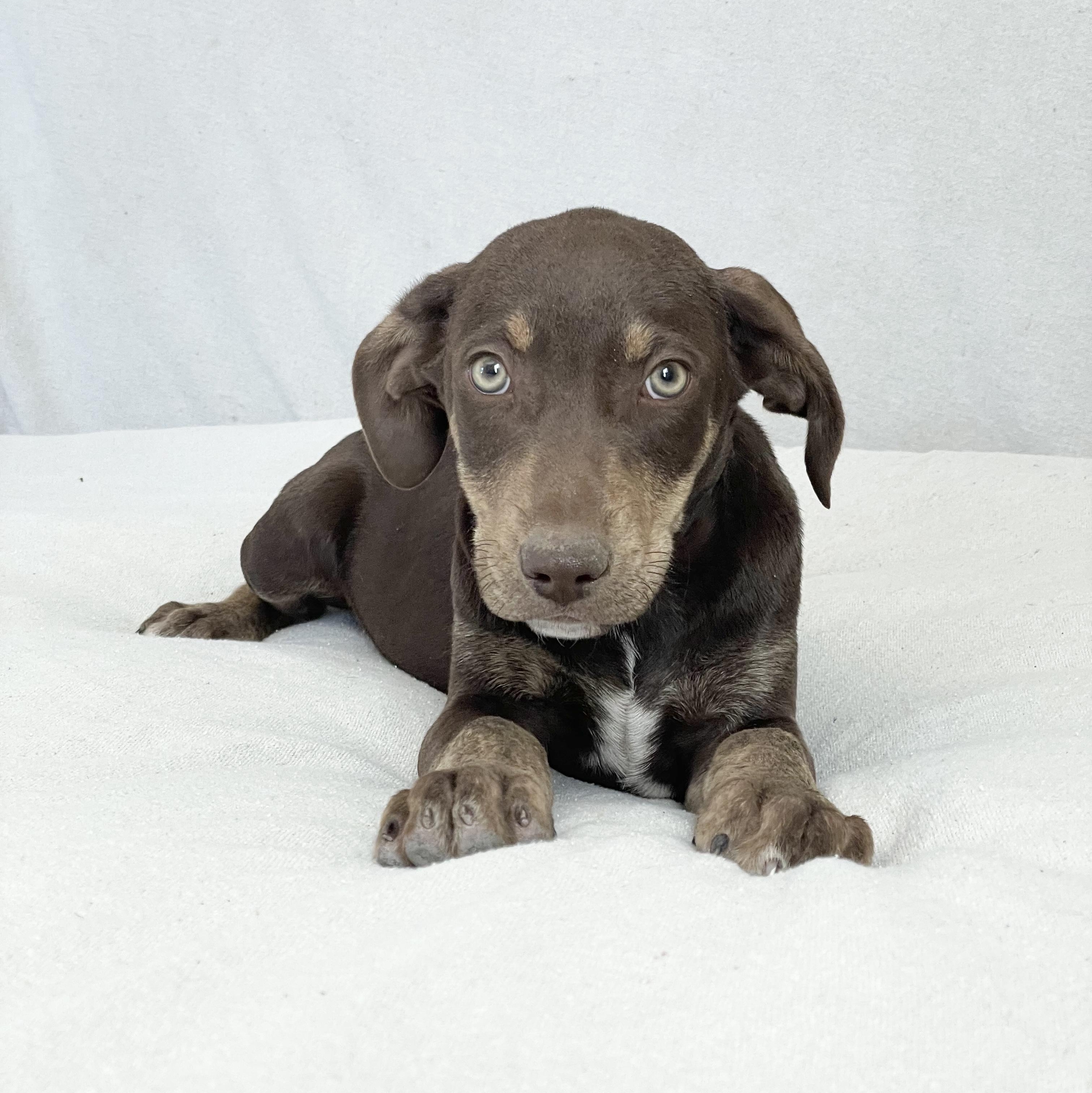 Enlarge Perfect Judson, a hold mixed breed in West Hartford , CT image 1/4