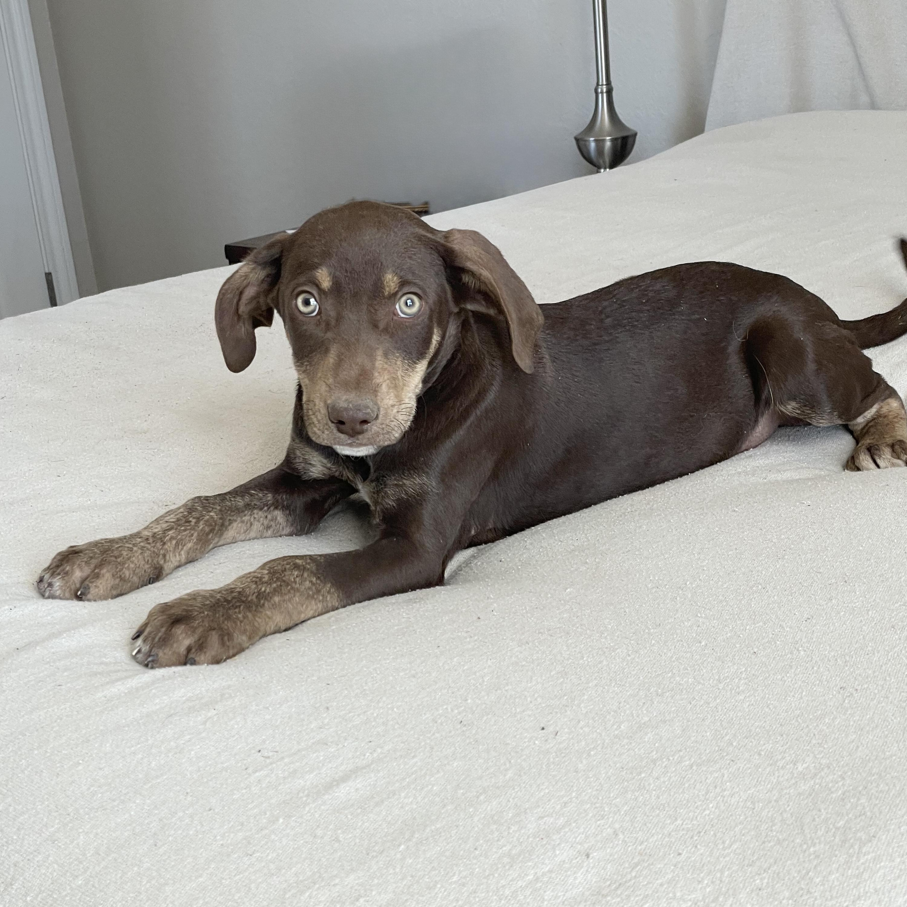 Enlarge Perfect Judson, a hold mixed breed in West Hartford , CT image 4/4