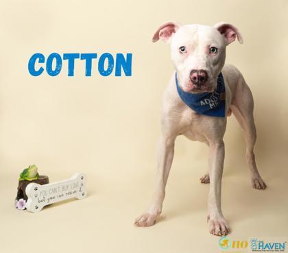 Cotton, Adoptable, Adult Male Dogo Argentino & Mixed Breed.