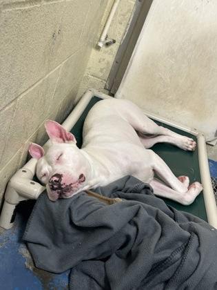 Enlarge Cotton, a Adoptable mixed breed in Fairhope, AL image 2/2
