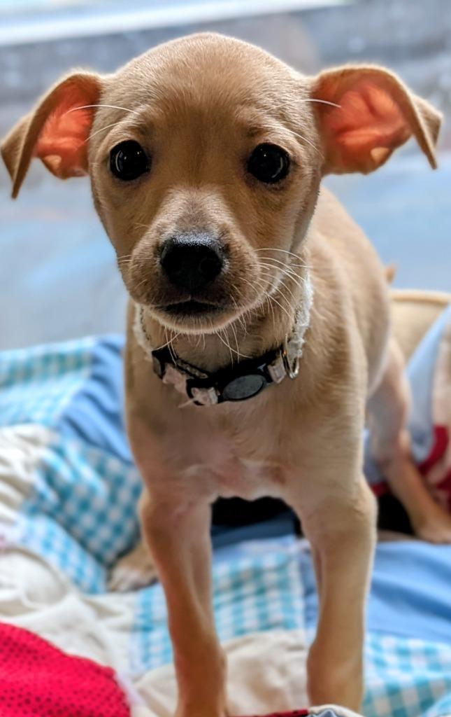 Enlarge Butterscotch, a Adoptable mixed breed in St. Augustine, FL image 1/1