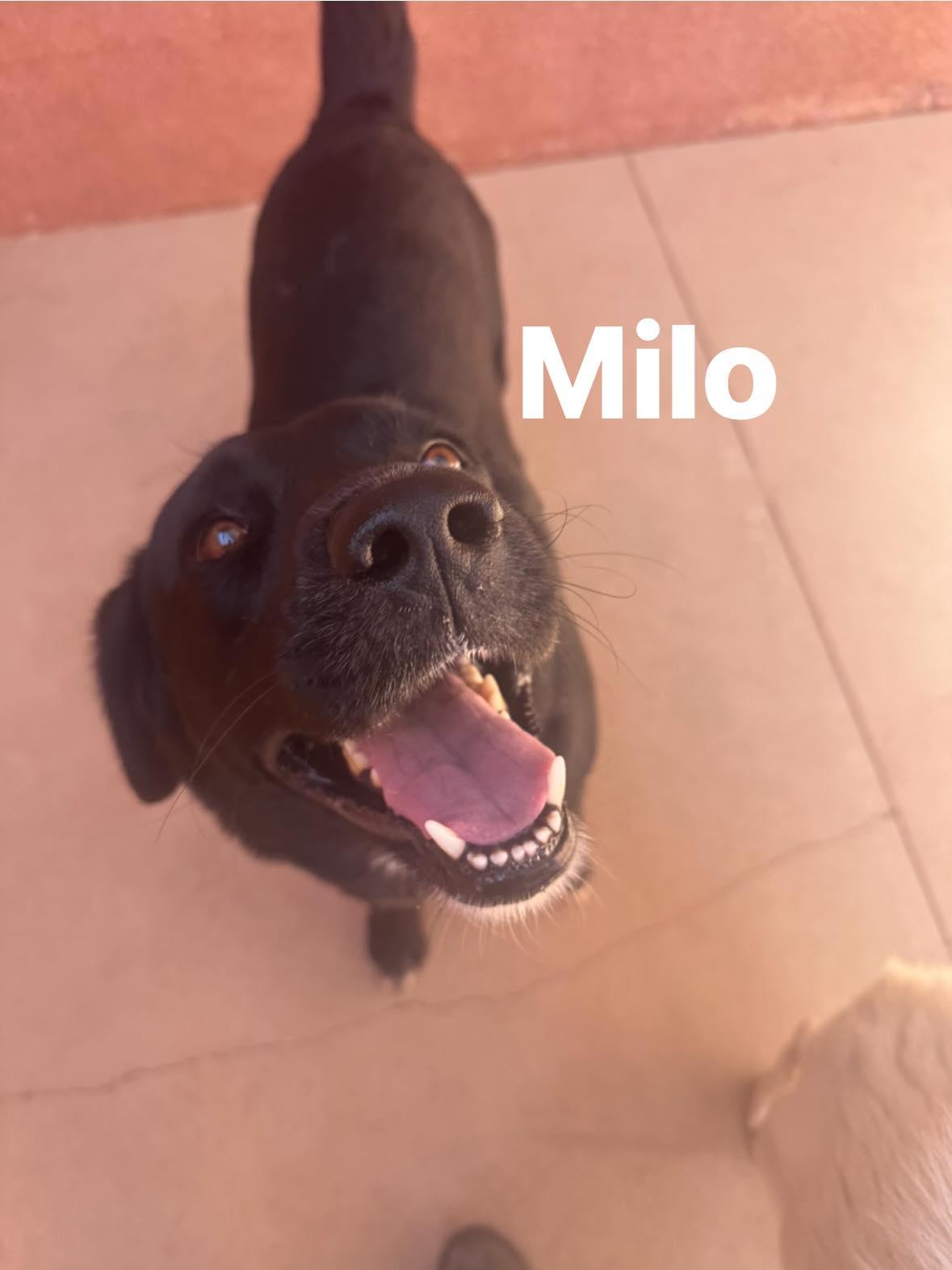 Milo, ADOPTABLE, Young Male Labrador Retriever.
