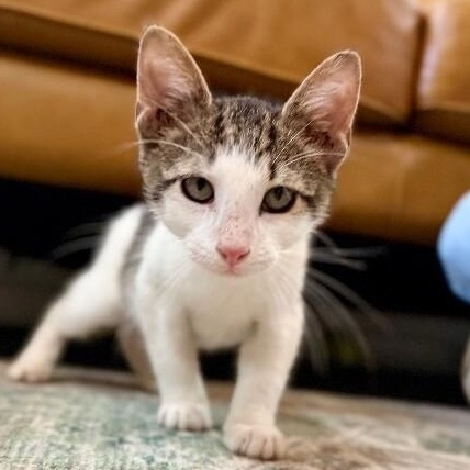 Miney Baby — thumbnail 2