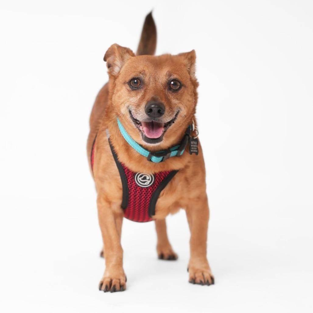 Enlarge Buzzy Beetle 13848, a Adoptable mixed breed in San Francisco, CA image 2/6