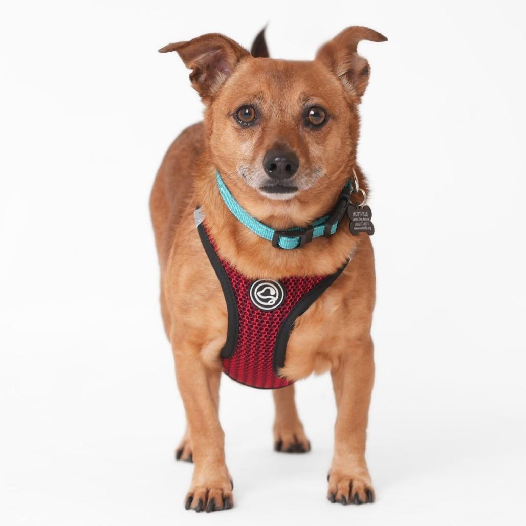 Enlarge Buzzy Beetle 13848, a Adoptable mixed breed in San Francisco, CA image 3/6