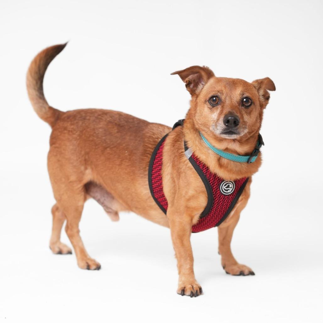 Enlarge Buzzy Beetle 13848, a Adoptable mixed breed in San Francisco, CA image 4/6