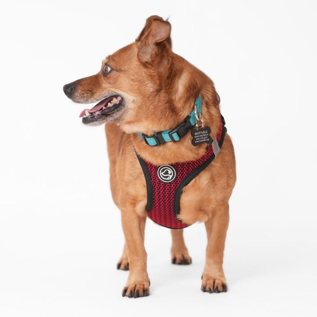 Enlarge Buzzy Beetle 13848, a Adoptable mixed breed in San Francisco, CA image 5/6