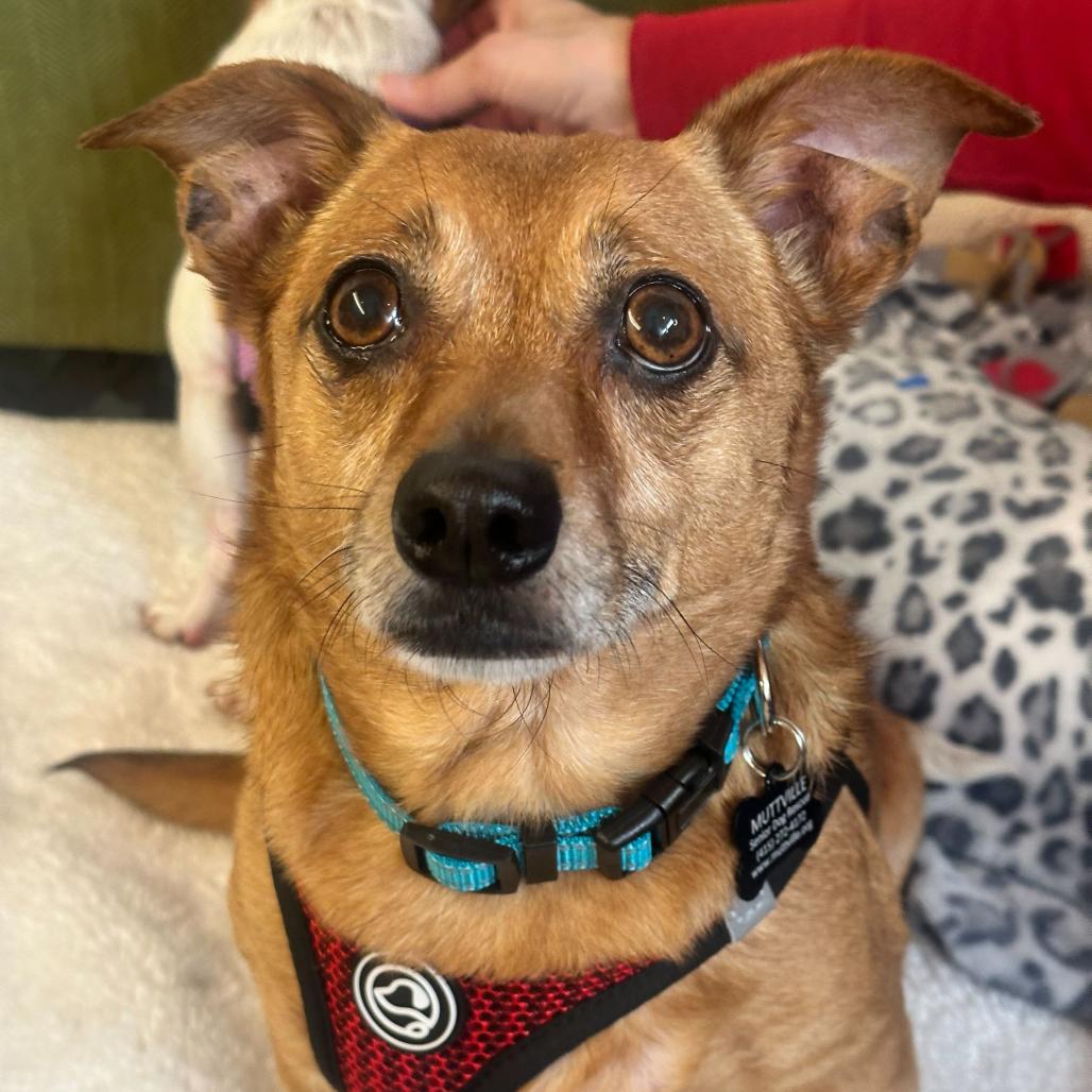 Enlarge Buzzy Beetle 13848, a Adoptable mixed breed in San Francisco, CA image 6/6