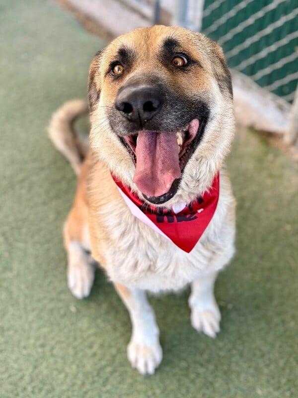 Potro, Adoptable, Adult Male Anatolian Shepherd.