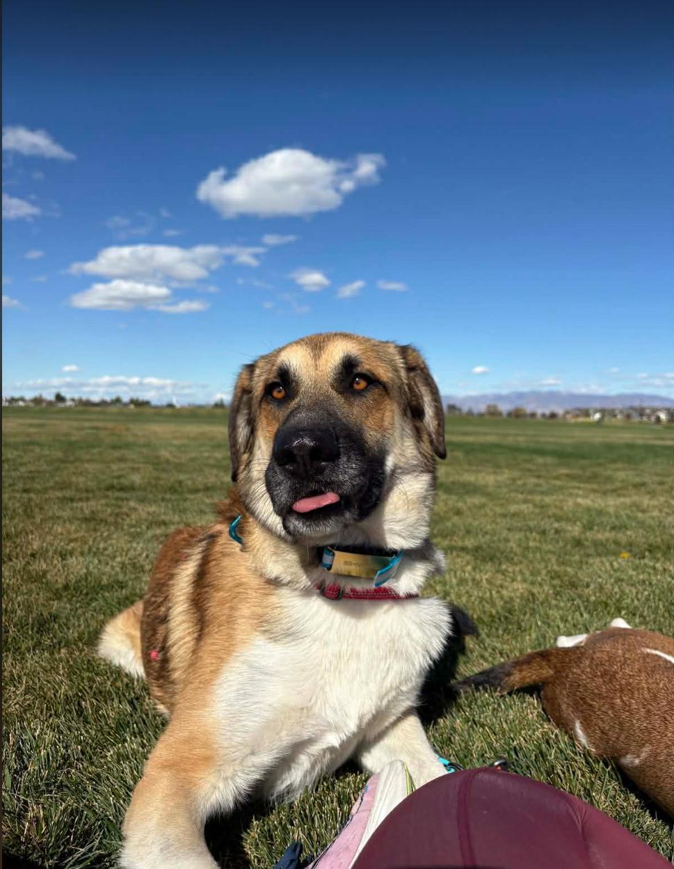 Enlarge Potro, a Adoptable Anatolian Shepherd in Bountiful, UT image 3/3
