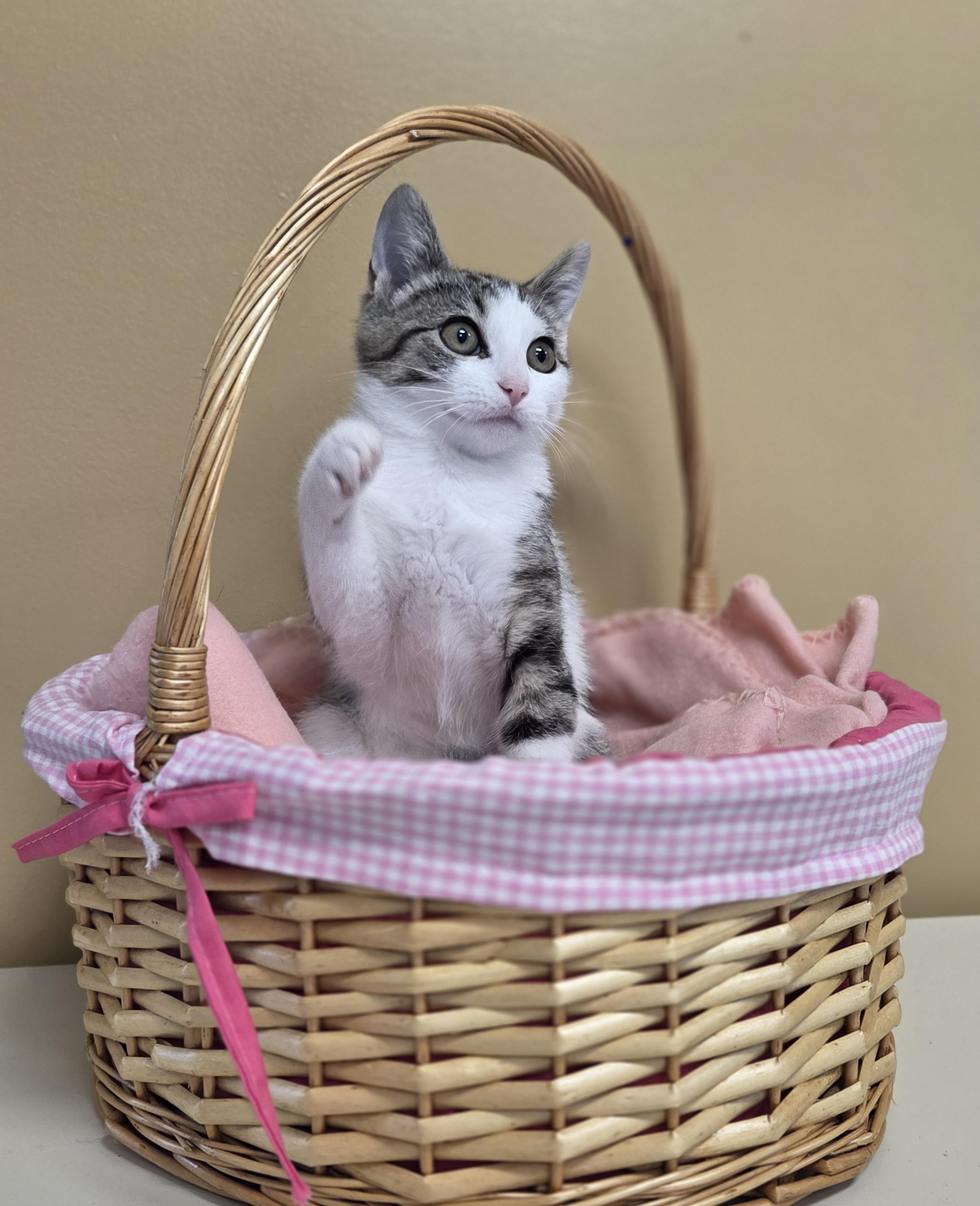 Muffin, Adoptable, Young Female Domestic Short Hair.