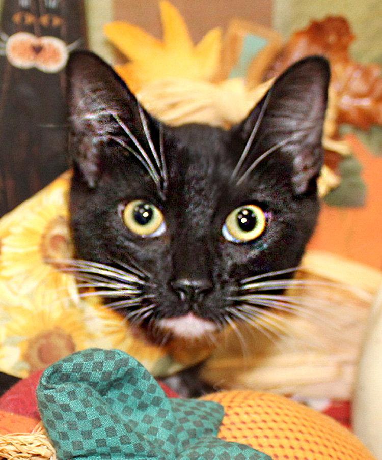 Enlarge Cupcake, a Adoptable Domestic Short Hair in Ventura, CA image 1/3