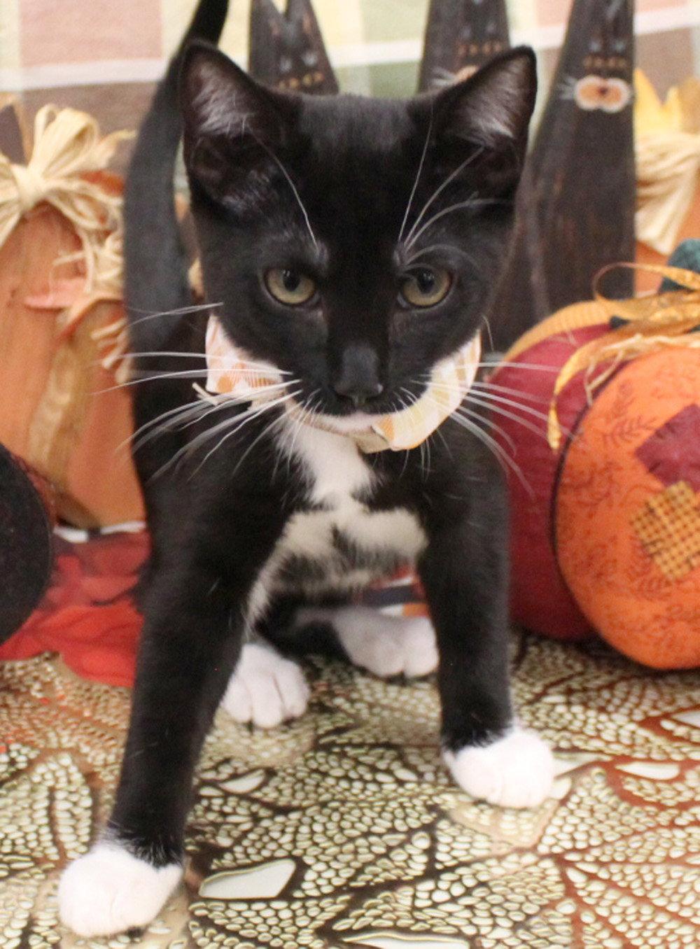 Enlarge Cupcake, a Adoptable Domestic Short Hair in Ventura, CA image 2/3