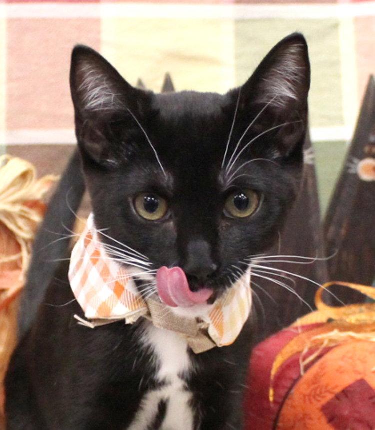 Enlarge Cupcake, a Adoptable Domestic Short Hair in Ventura, CA image 3/3
