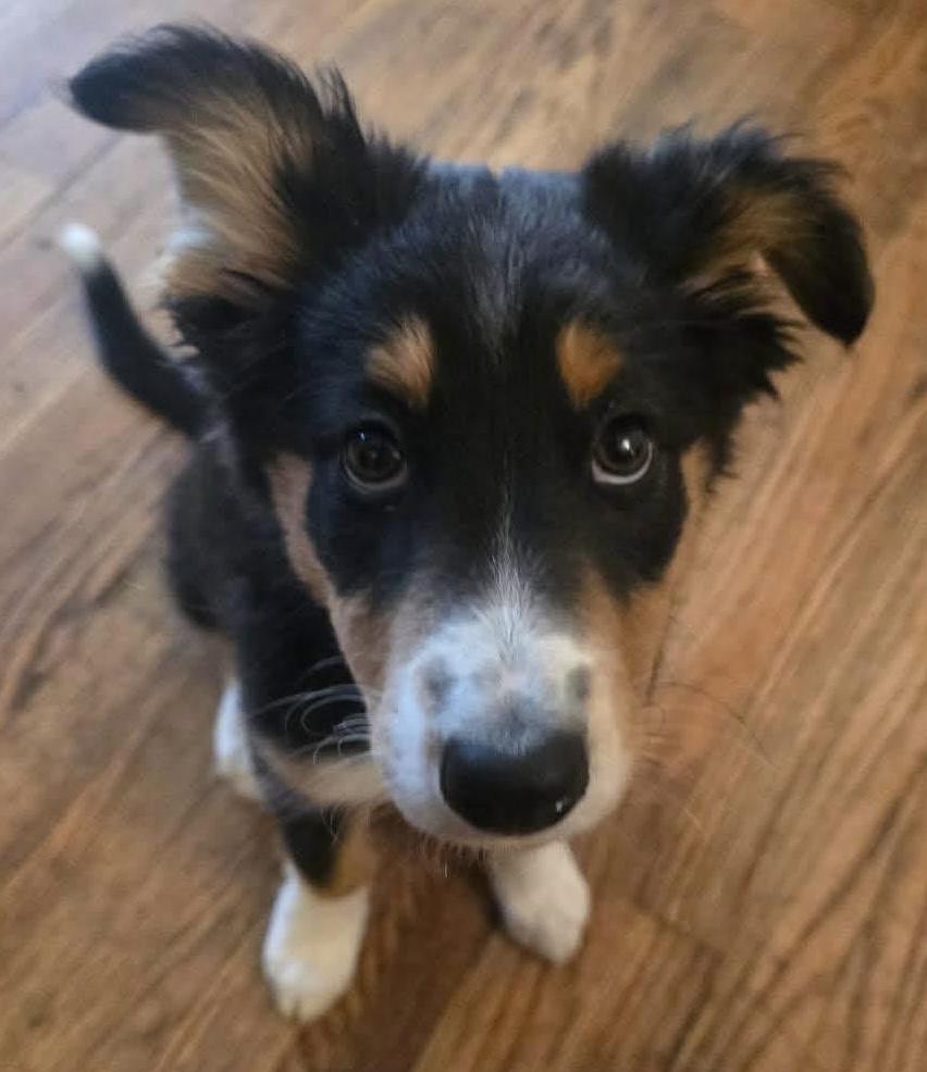 Charlie, an adopted mixed breed in Painesville, OH image 2/5