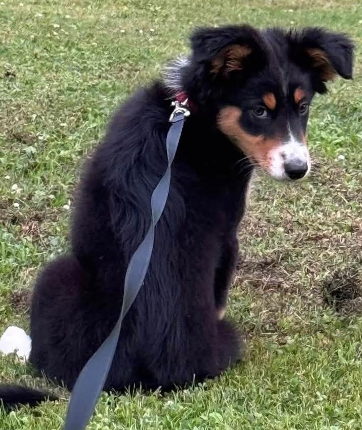 Charlie, an adopted mixed breed in Painesville, OH image 5/5