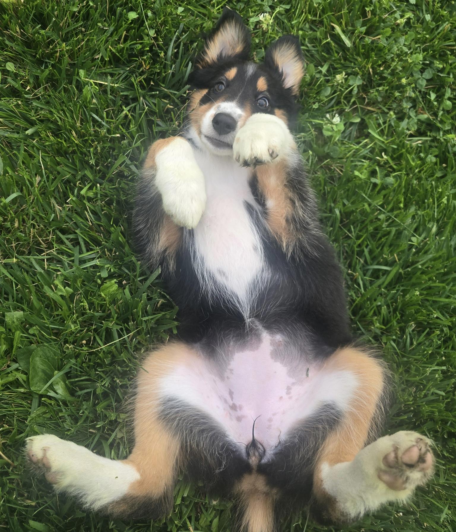 Charlie, an adopted mixed breed in Painesville, OH image 3/5