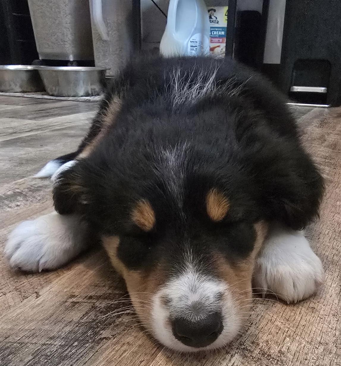 Charlie, an adopted mixed breed in Painesville, OH image 4/5