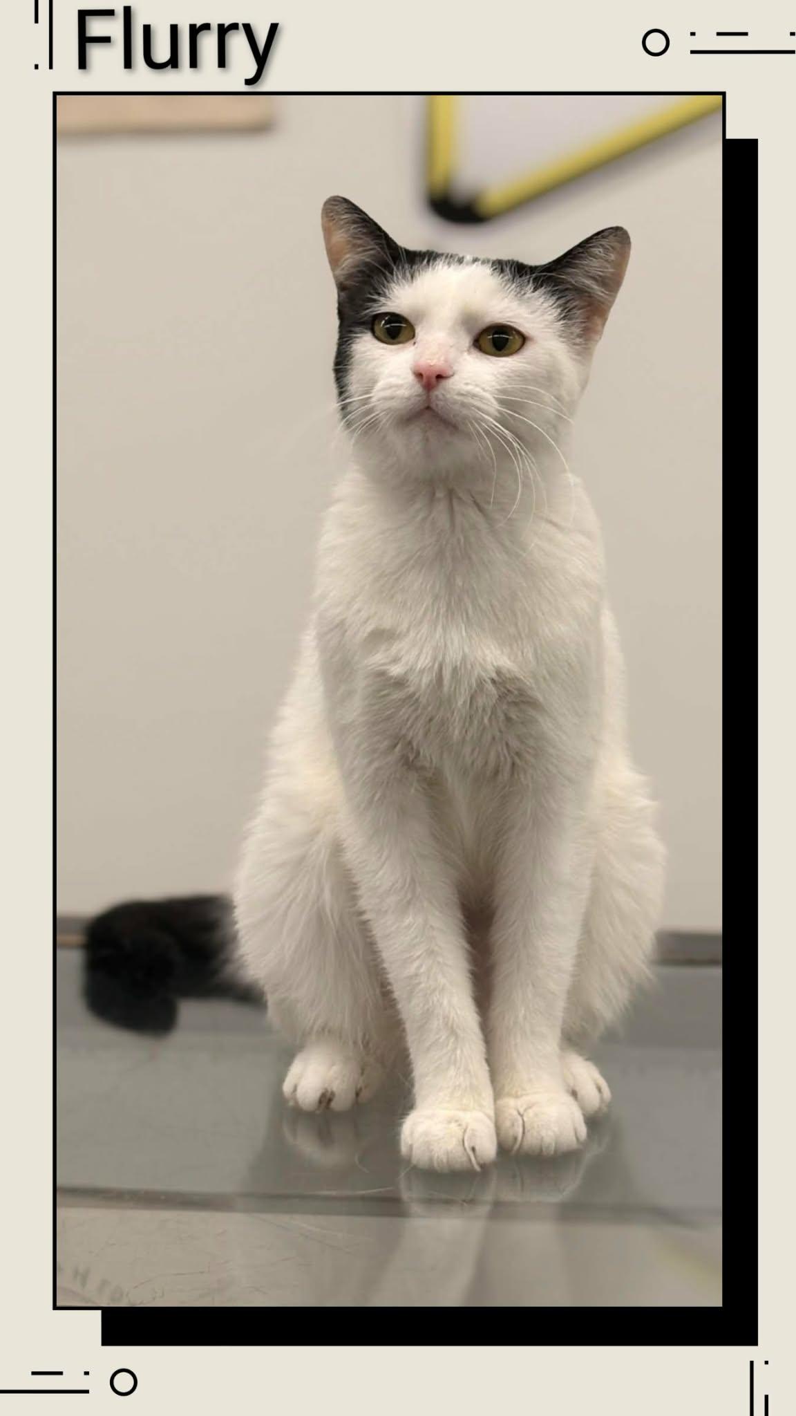 Flurry, Adoptable, Young Female Domestic Short Hair.