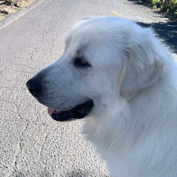 Enlarge Bubba, a Adoptable Great Pyrenees in Oceanside, CA image 1/3