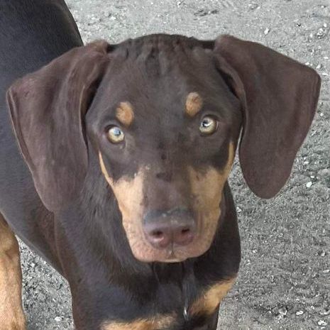 Enlarge Goblin, a Adopted Doberman Pinscher in Reno, NV image 1/1