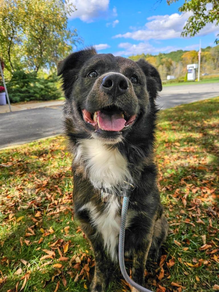 Kirby, Adoptable, Adult Male Australian Shepherd & Collie.