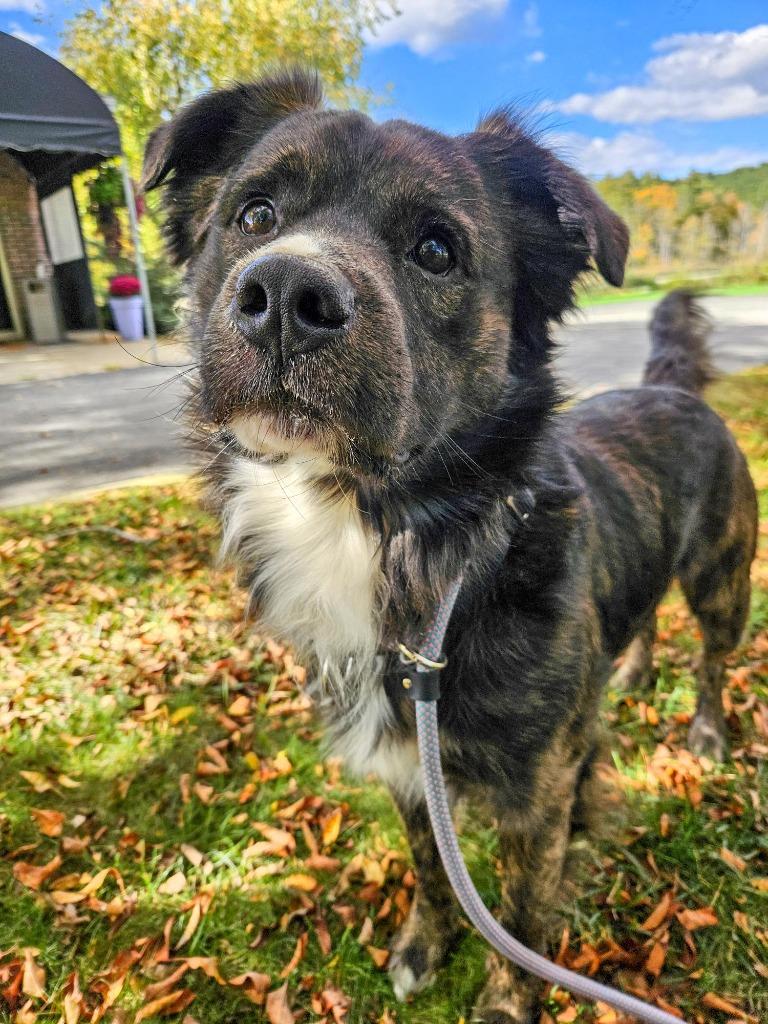 Enlarge Kirby, a Adoptable mixed breed in Gloversville, NY image 2/4