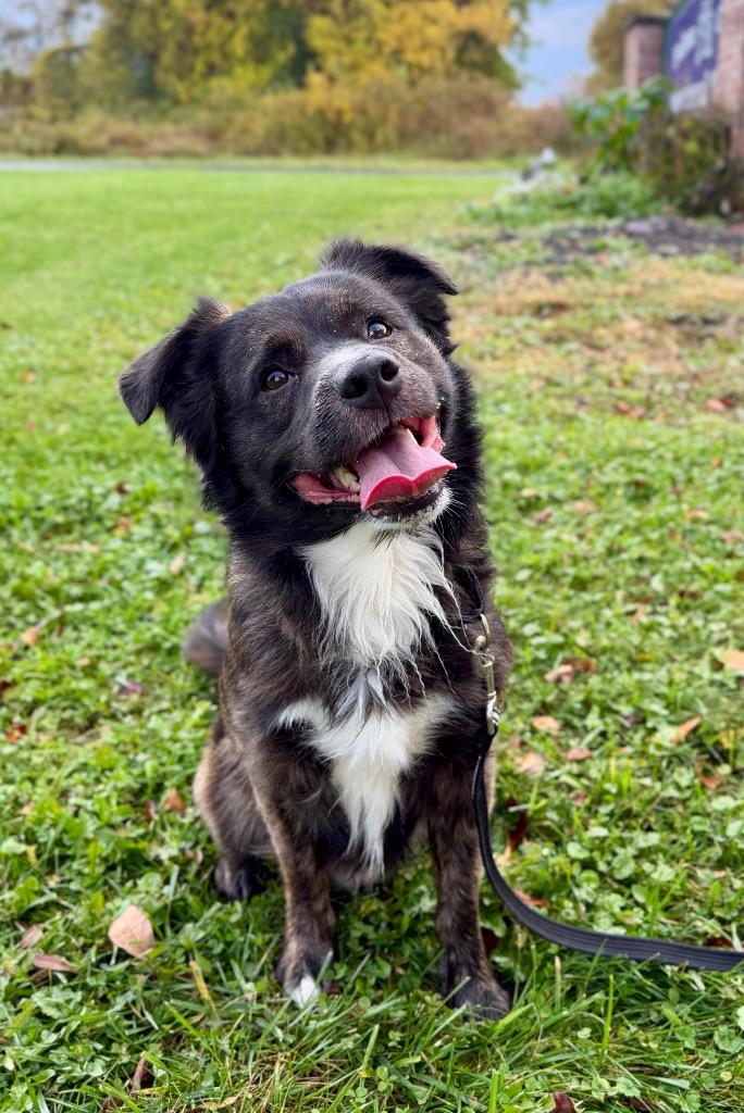Enlarge Kirby, a Adoptable mixed breed in Gloversville, NY image 3/4