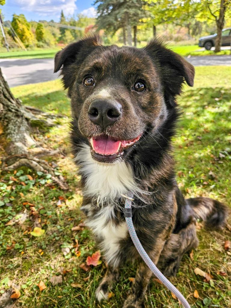 Enlarge Kirby, a Adoptable mixed breed in Gloversville, NY image 4/4