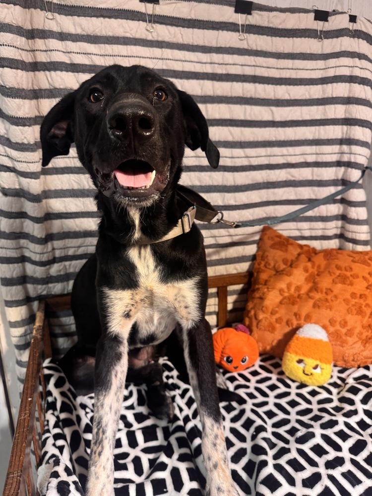 Enlarge LILAH, a Adoptable mixed breed in Opelousas, LA image 3/4
