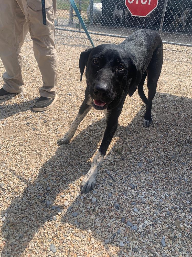Enlarge LILAH, a Adoptable mixed breed in Opelousas, LA image 4/4