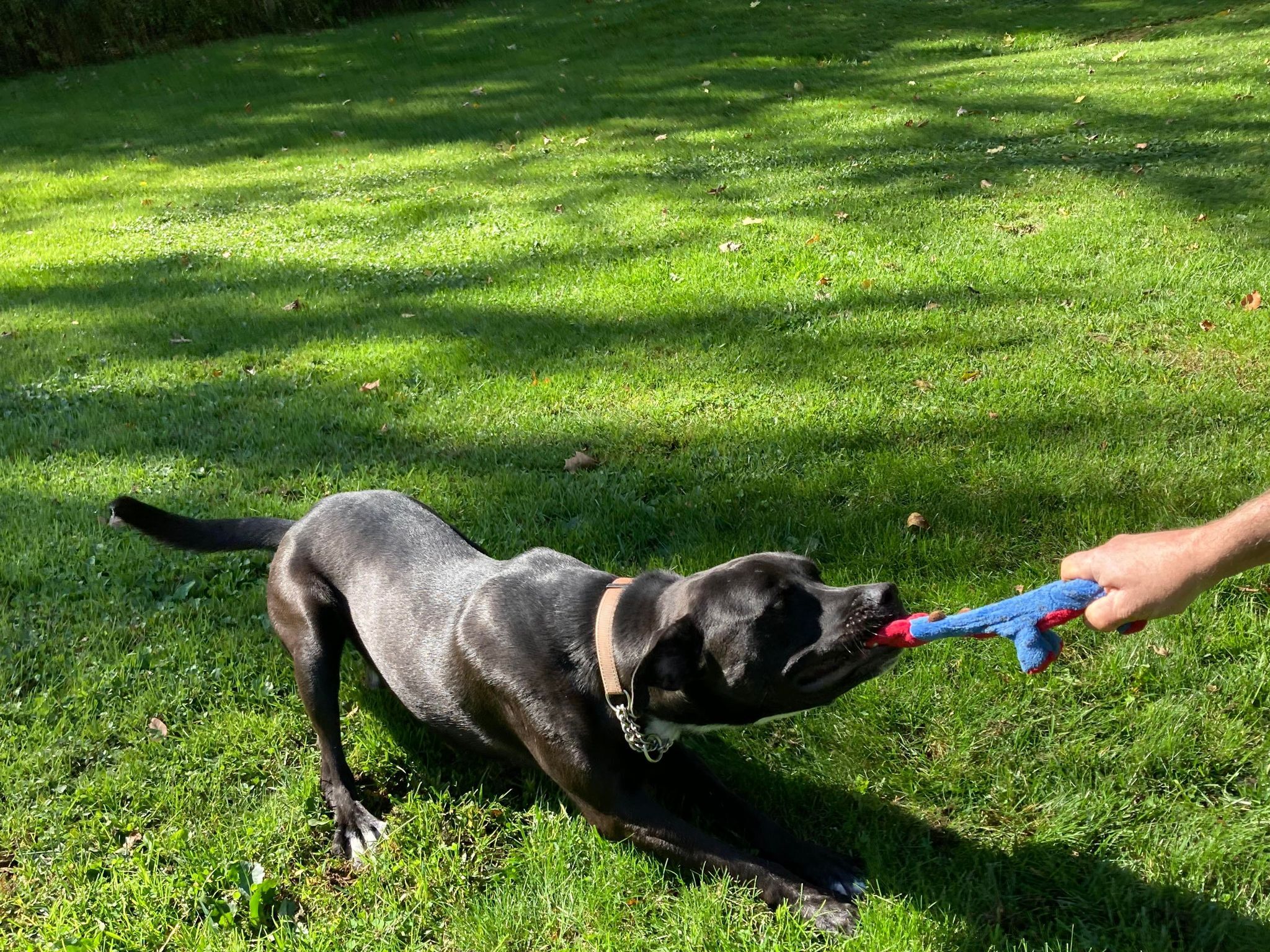 Cash, Adoptable, Young Male American Staffordshire Terrier.