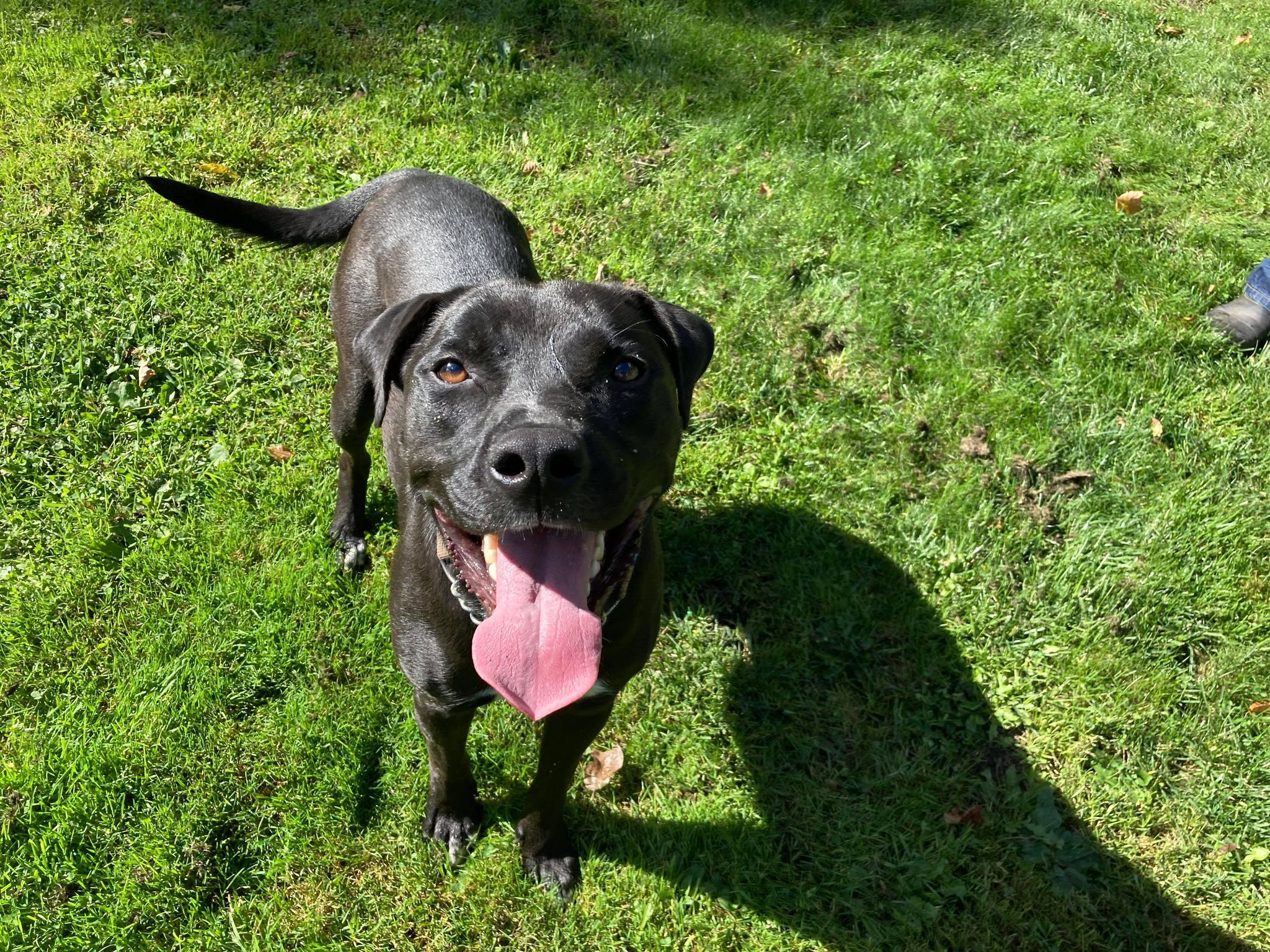 Enlarge Cash, a Adoptable mixed breed in Coudersport, PA image 2/8