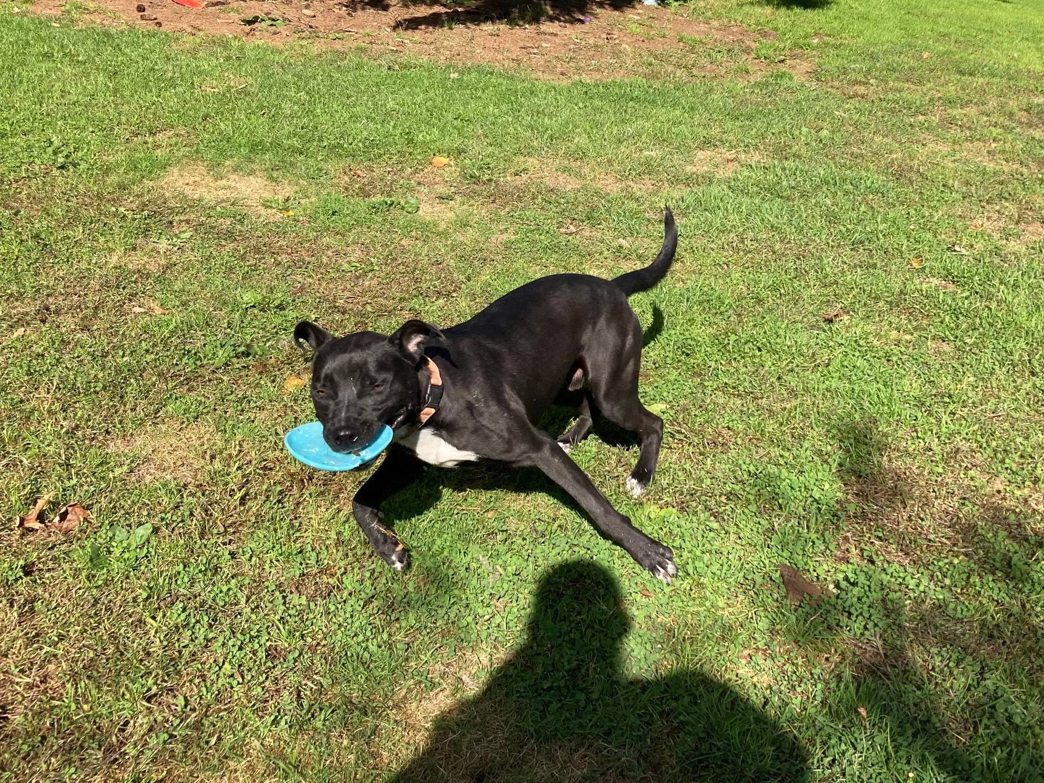 Enlarge Cash, a Adoptable mixed breed in Coudersport, PA image 3/8