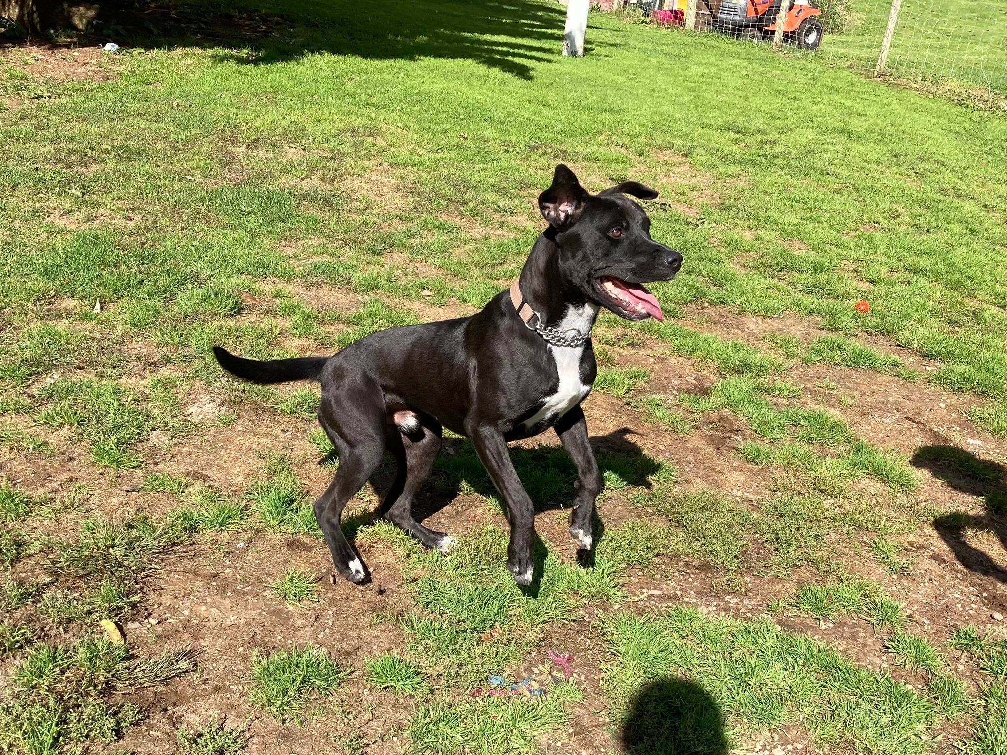 Enlarge Cash, a Adoptable mixed breed in Coudersport, PA image 4/8