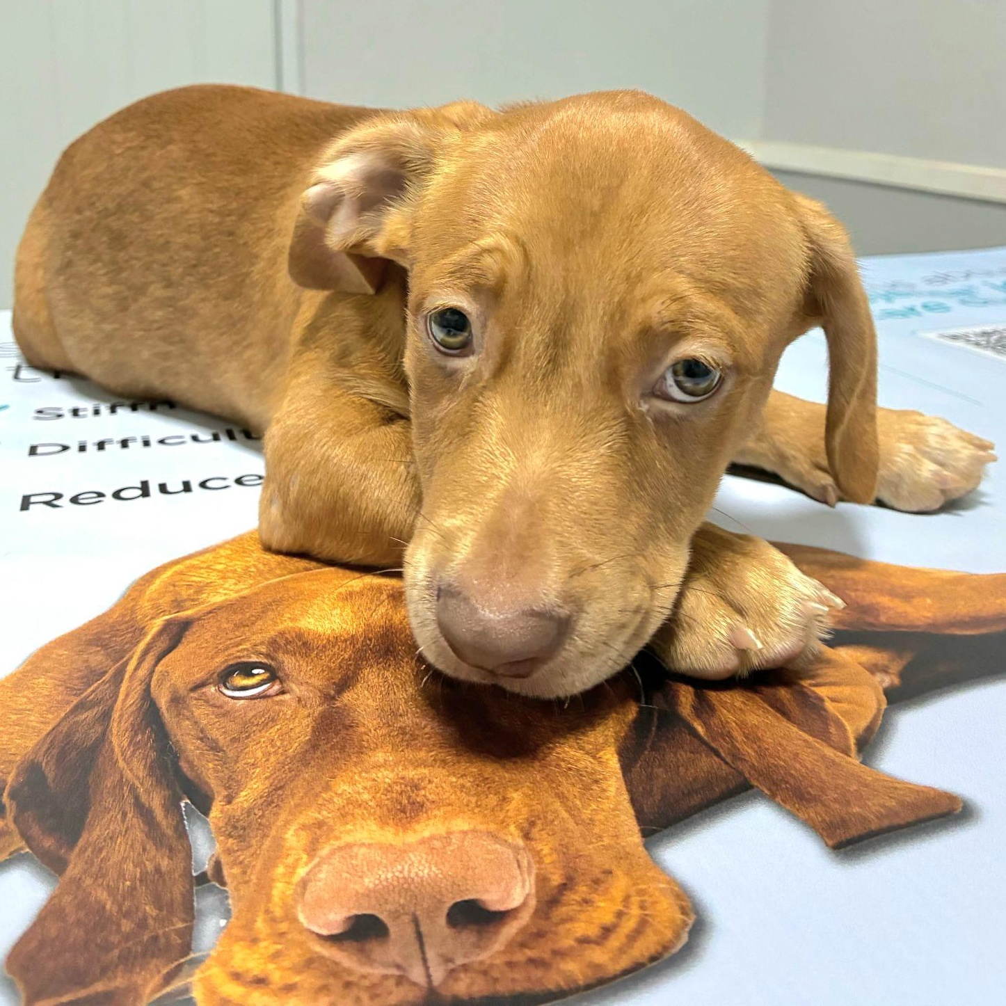 Icaro "love And More