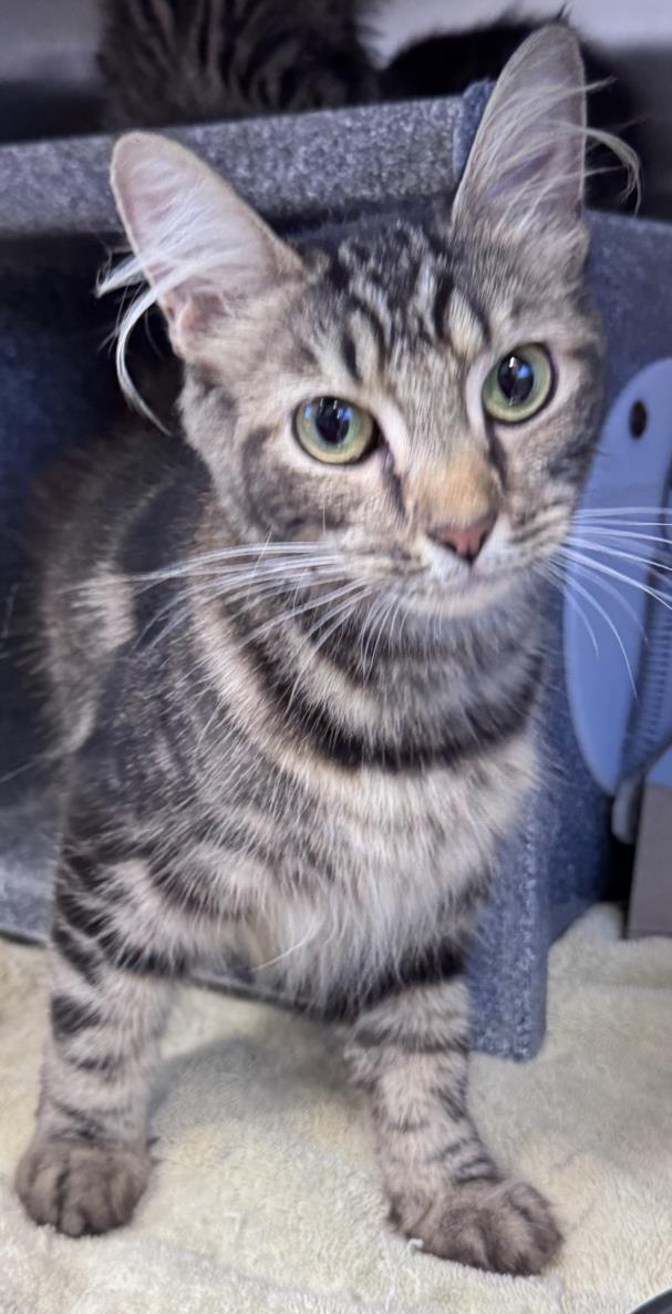 ASTERIA, Adoptable, Young Female Domestic Medium Hair.