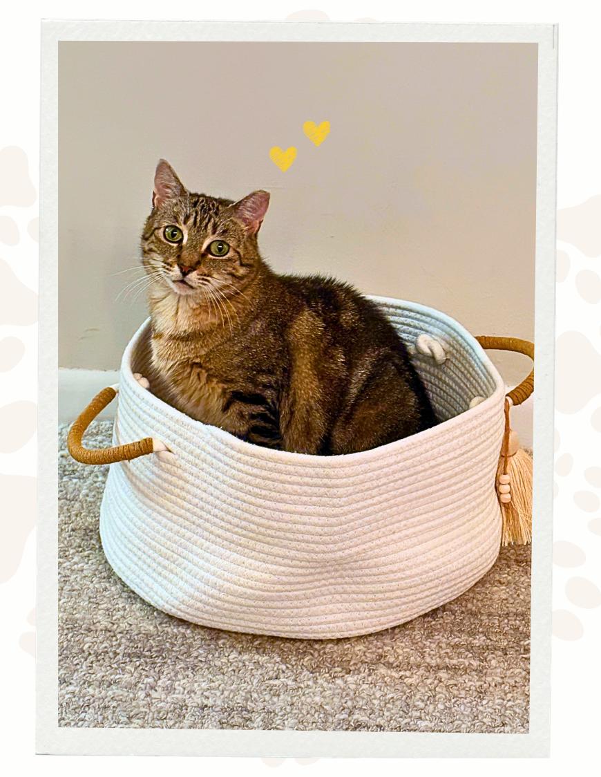 Sweet Liesel, a ADOPTABLE Domestic Short Hair in Jersey City, NJ image 5/5