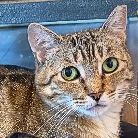 Sweet Liesel, a ADOPTABLE Domestic Short Hair in Jersey City, NJ image 2/5