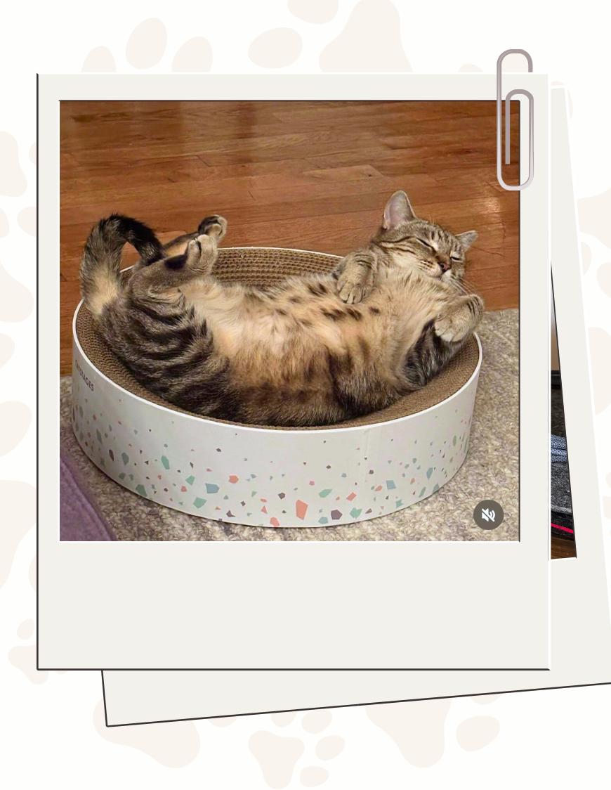 Sweet Liesel, a ADOPTABLE Domestic Short Hair in Jersey City, NJ image 3/5
