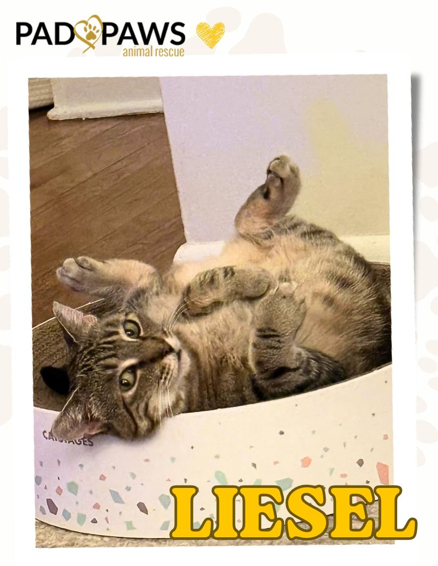 Sweet Liesel, a ADOPTABLE Domestic Short Hair in Jersey City, NJ image 1/5