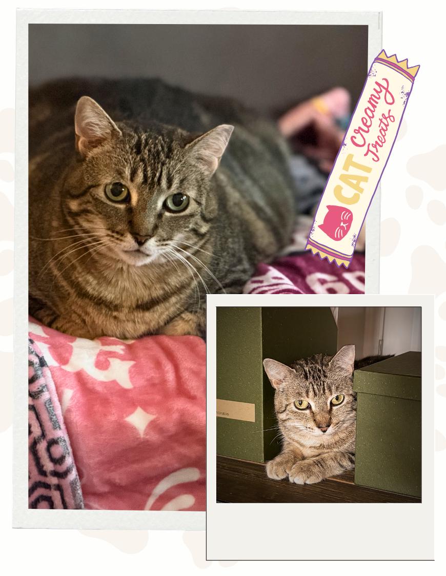 Sweet Liesel, a ADOPTABLE Domestic Short Hair in Jersey City, NJ image 4/5