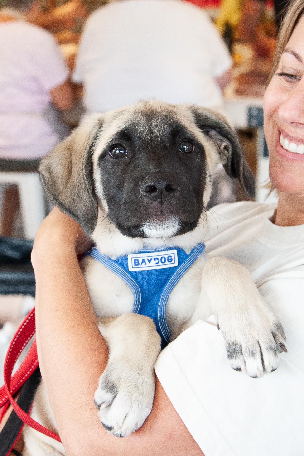 Enlarge Tagalong, a Adoptable mixed breed in Franklin, TN image 5/6