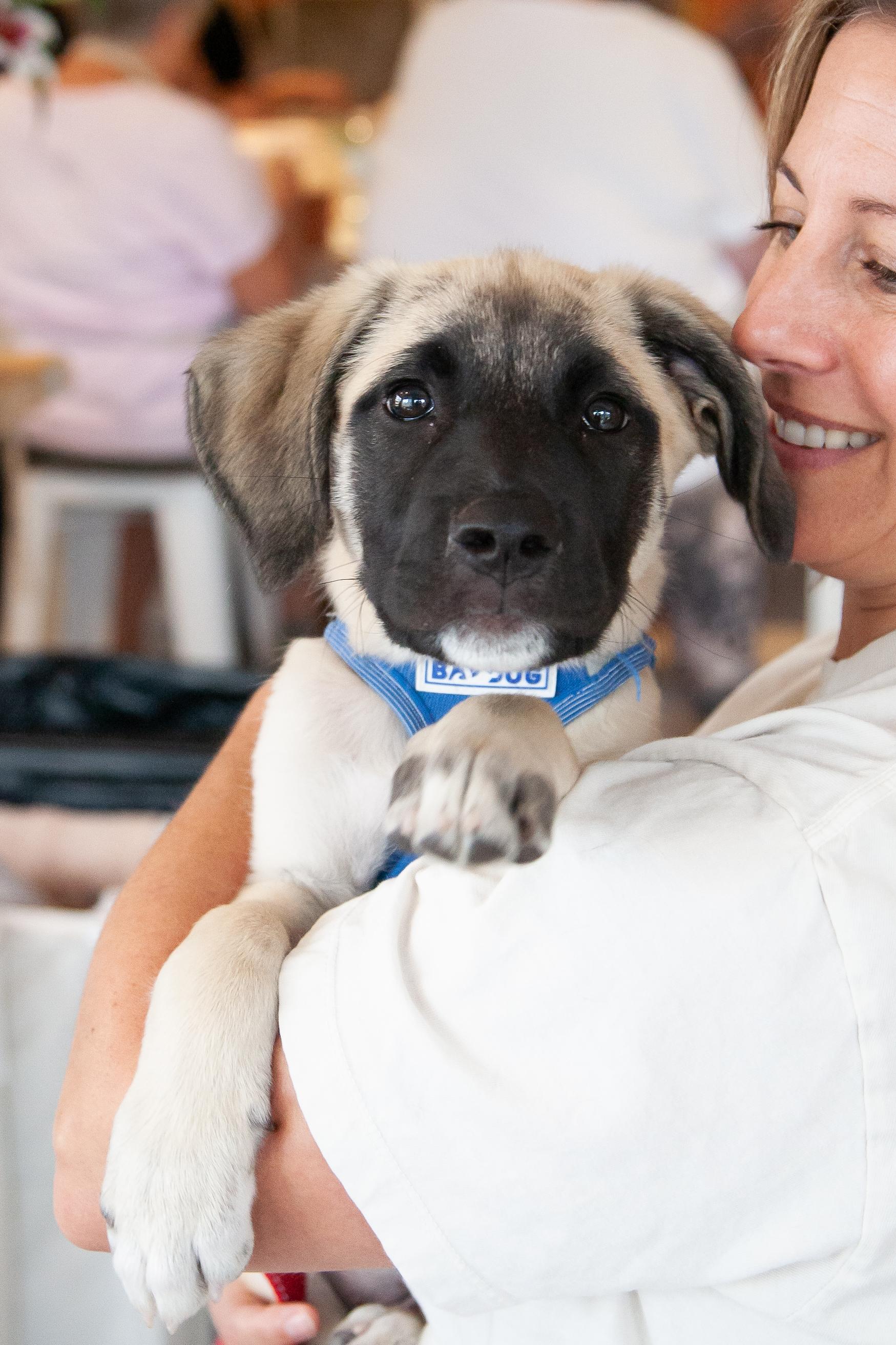 Enlarge Tagalong, a Adoptable mixed breed in Franklin, TN image 1/6